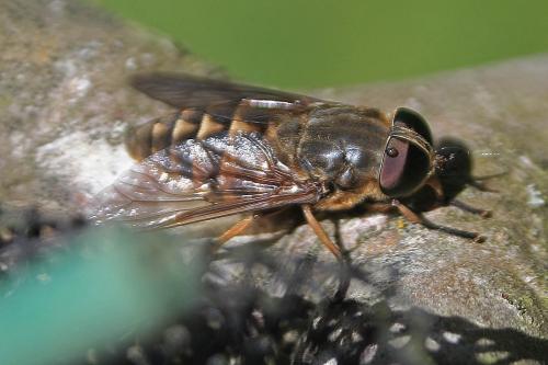 Réf. 231 284 : Tabanus sp.